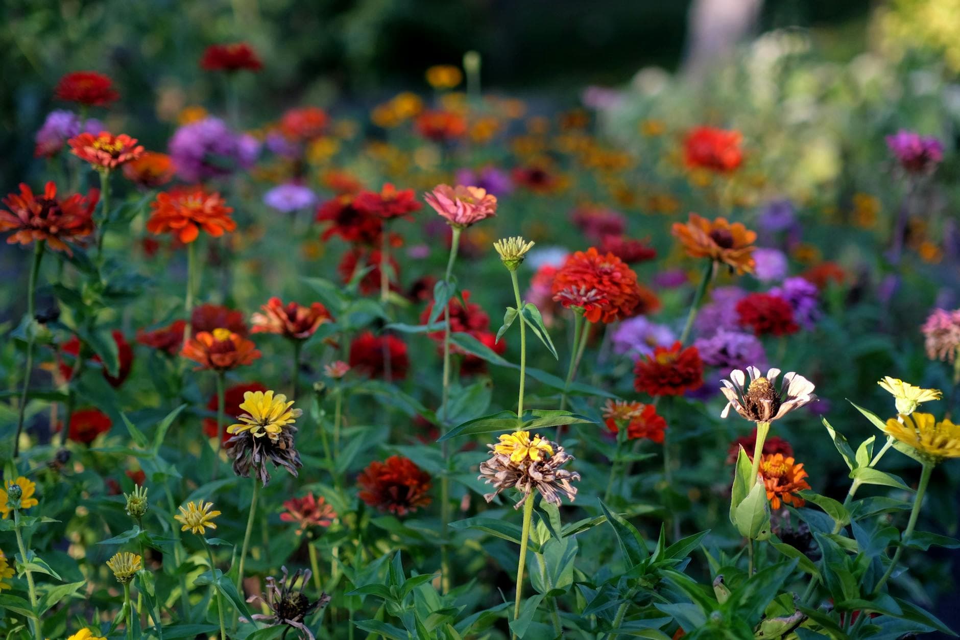 Lush colorful planted flower garden after