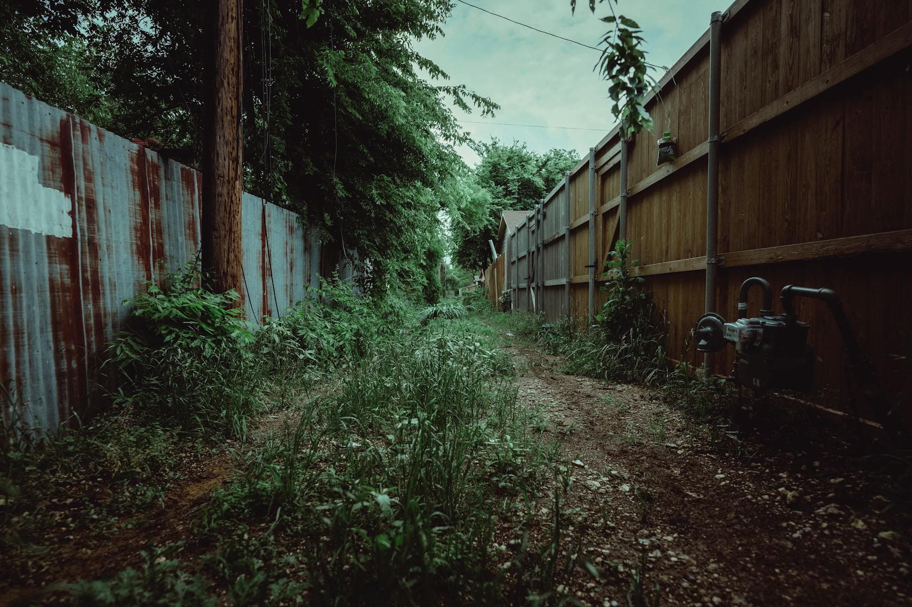 Overgrown weedy front yard before landscaping